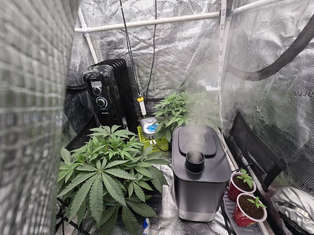 Grow 5.o — vegetative, day 25