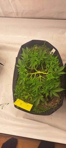 First Grow with the new setup  — vegetative, day 43