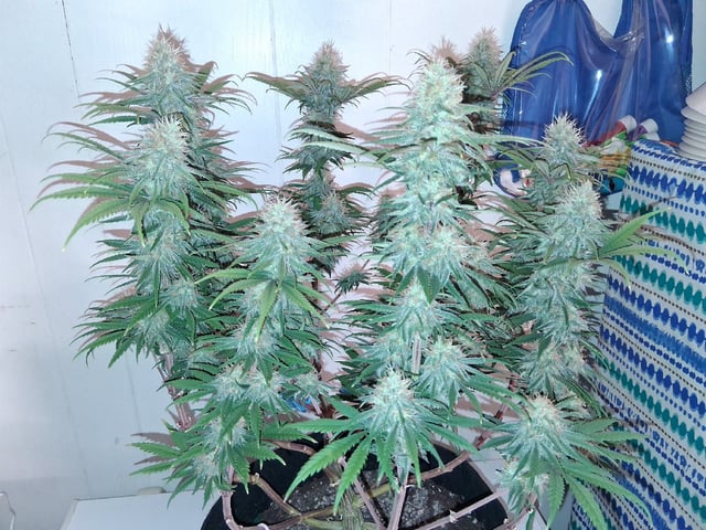 fruity pebbles, cap junky — flower, day 95