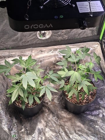 S&D  First Grow — vegetative, day 8
