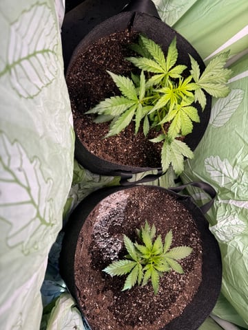 First grow — vegetative, day 33