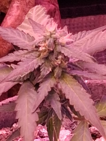 First Lagit Grow
