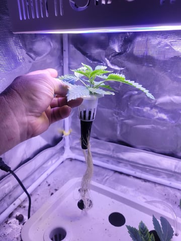 Clones And Hermie Seeds