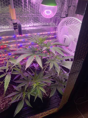 widows’ mimosa f1 — flower, day 45