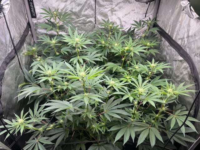 Hollywood — flower, day 38