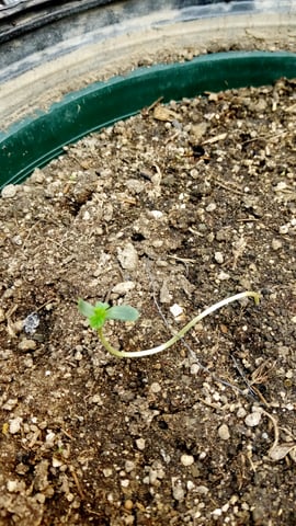 Jack hearer/Jack the ripper? — seedling_rooting, day 5