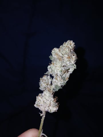 CountryG  — seedling_rooting, day 10