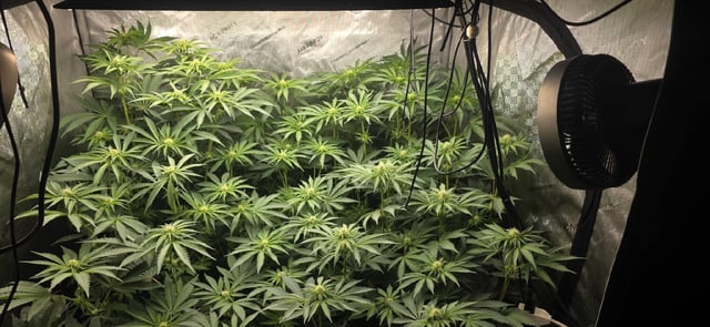 Maple Nectar  — flower, day 59