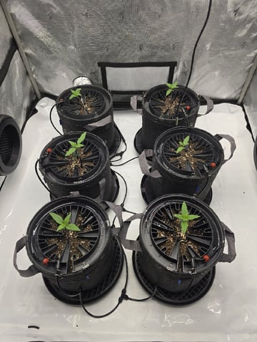 2nd Grow Lemon Cherry Cookies — vegetative, day 15