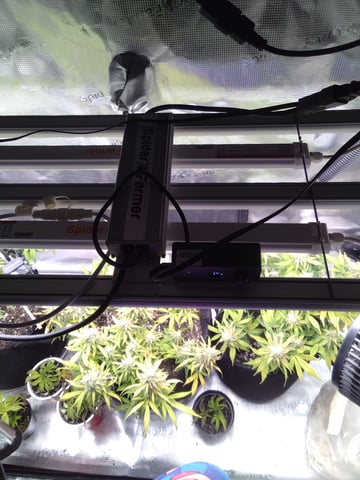 Next Attempt  — flower, day 73