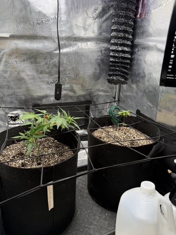 Gorilla Cookies — 1st Grow