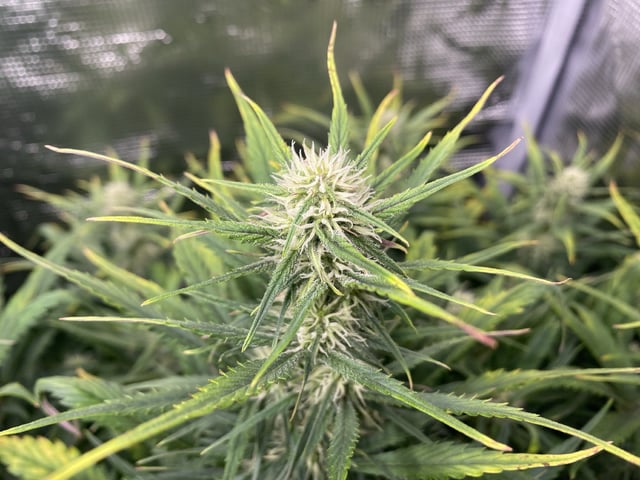 Auto Run #1 2025-2026 — flower, day 67