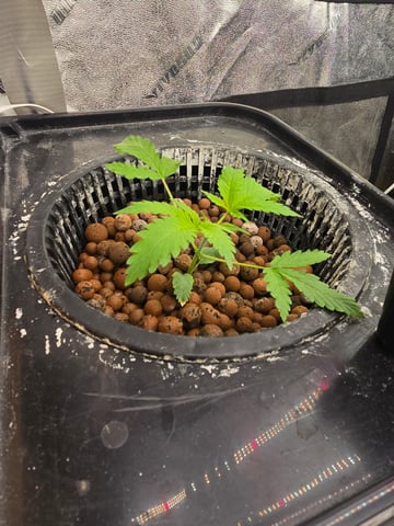 Growing — vegetative, day 40