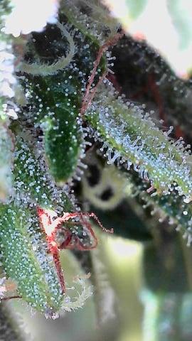 Outdoor Grow  — flower, day 18