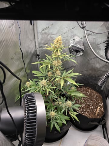 Pull my finger and Mowie Wowie — grow_setup, day 91