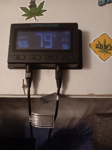 HP CC — seedling_rooting, day 12