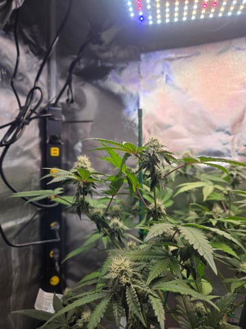 Looking for advice! — flower, day 75