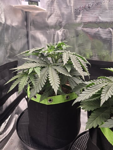  1 Blue Zushi x Venom & 1 Jack Here x Strawberry Cookies OG — vegetative, day 26