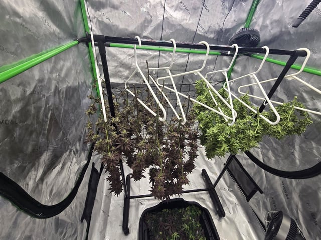 2nd grow round 2 — harvest, day 101