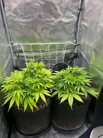 Gorilla Zkittlez & RS #11 — flower, day 57