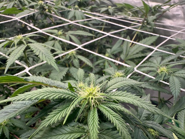 Green Gelato — flower, day 69