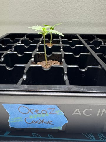 First Grow (Hydro) — germination, day 10