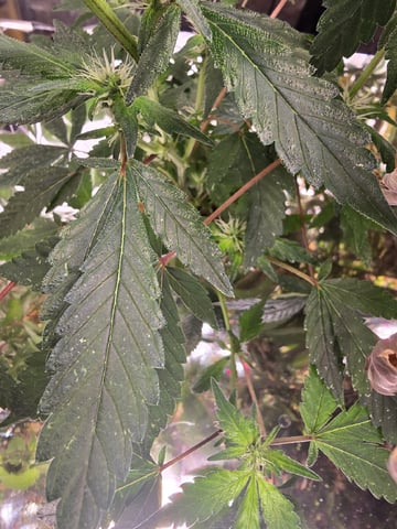 Glookies by Barneys Farm — flower, day 63