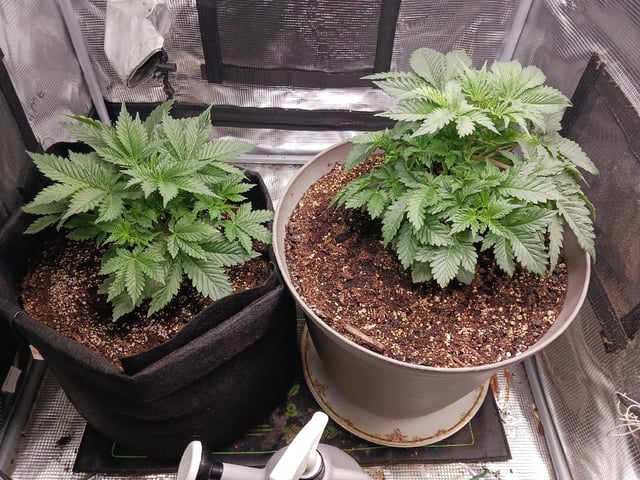 9lbhammer feminized  — vegetative, day 23