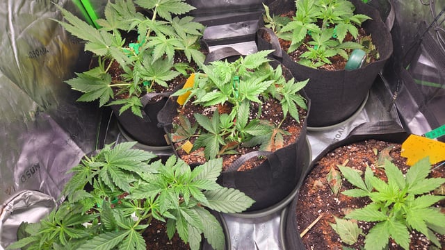 Special Queen 1 Fem+ Watermelon Auto — vegetative, day 27