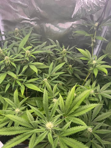 Photo Femboy Party — flower, day 1