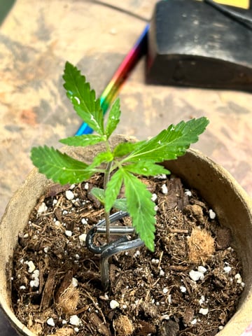 First ever grow — vegetative, day 22