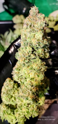 Birthday Harvest — harvest, day 2