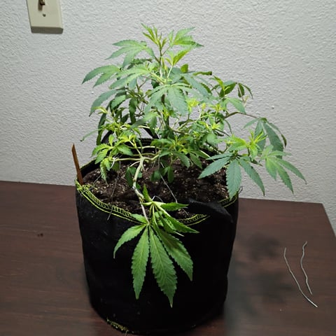 FKAFL — vegetative, day 31