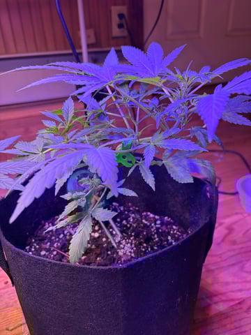 Northern Lights & Quick One  — vegetative, day 16