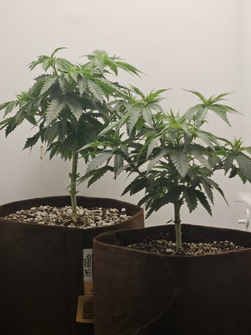 "NO CHEMA CUH" — vegetative, day 44