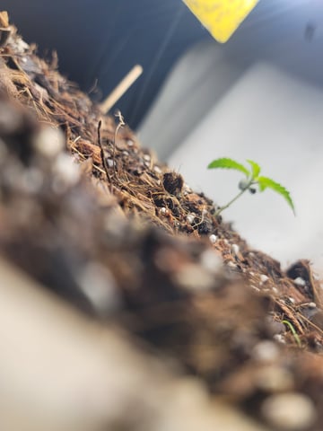 DIRTY BIRDY — grow_setup, day 2
