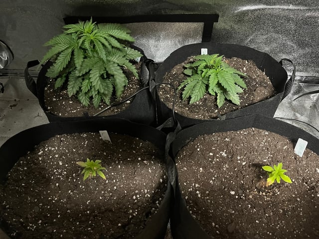 My First Four — vegetative, day 30