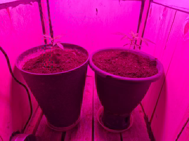 Banana  — vegetative, day 27