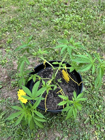 2026 Outdoor — vegetative, day 45