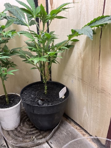 Gushers — vegetative, day 59