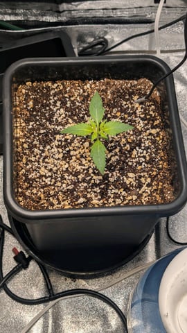Grow 2 — germination, day 20