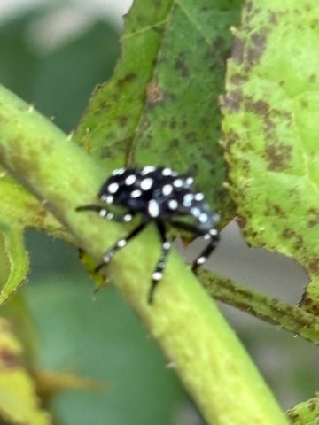 watermelon Martin 1of2 — vegetative, day 17