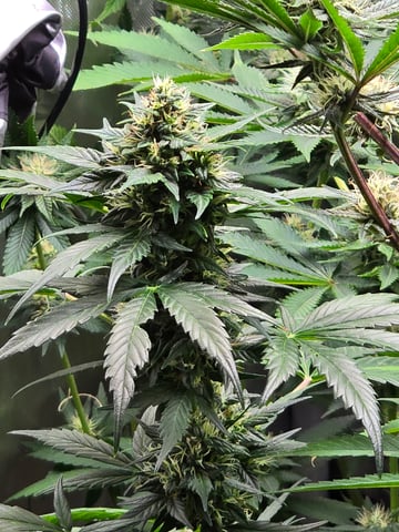 Purple Haze  — flower, day 83