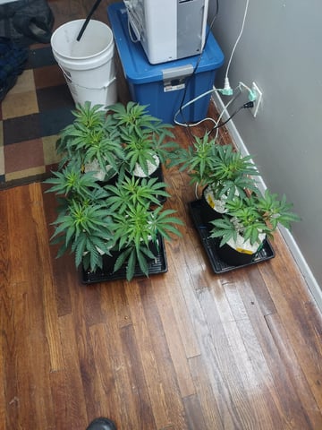 Mainely Genetics Micro Pheno Hunt — flower, day 40