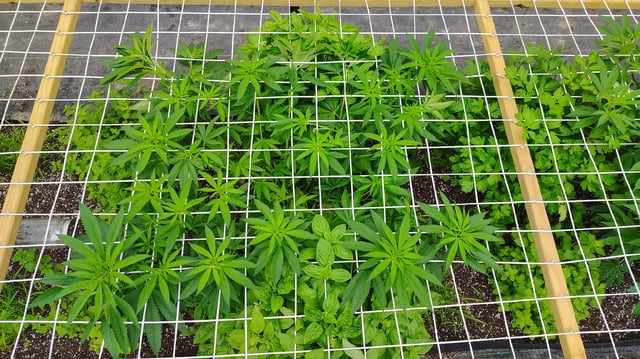 Outdoor 2026 — vegetative, day 16