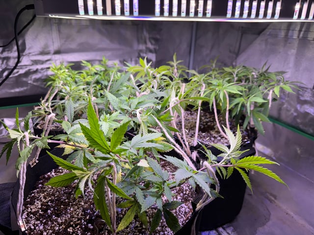 Green Gelato — vegetative, day 34