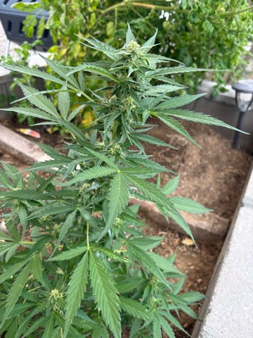 3 seeds  — flower, day 74