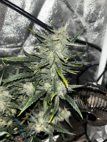 high octane x holy grail  — auto, day 60