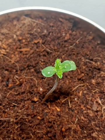 Jeanne — seedling_rooting, day 8