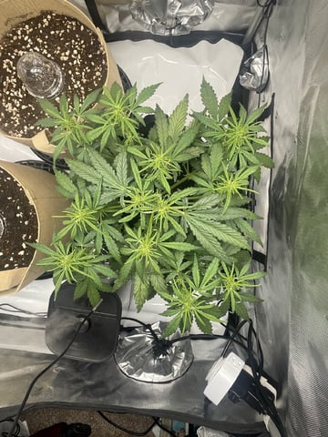 3x3 Grow — flower, day 7
